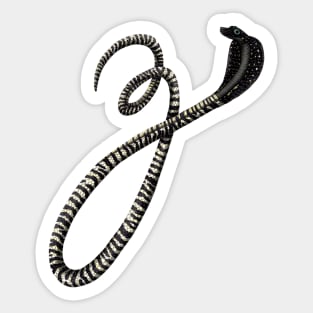 Z - Zebra spitting cobra Sticker